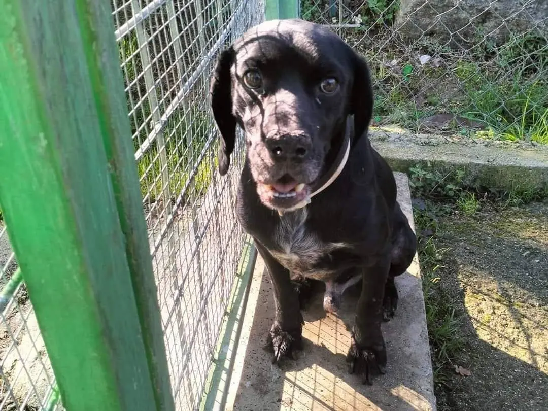 Adotta un cane, taglia media contenuta, maschio, Frosinone