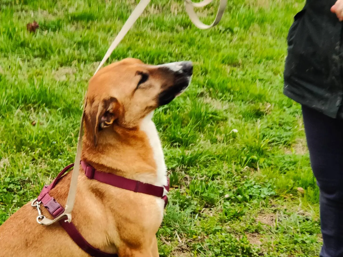 Vuoi adottare un cane a Cuneo?