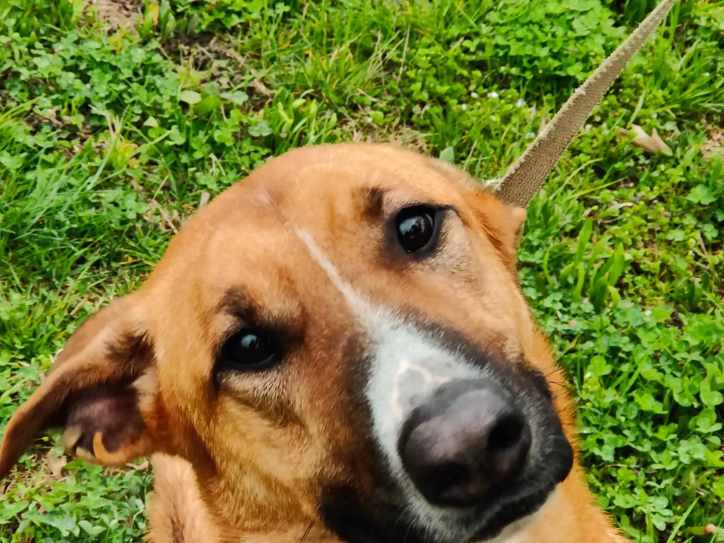 Adotta un cane, taglia media, femmina, Cuneo