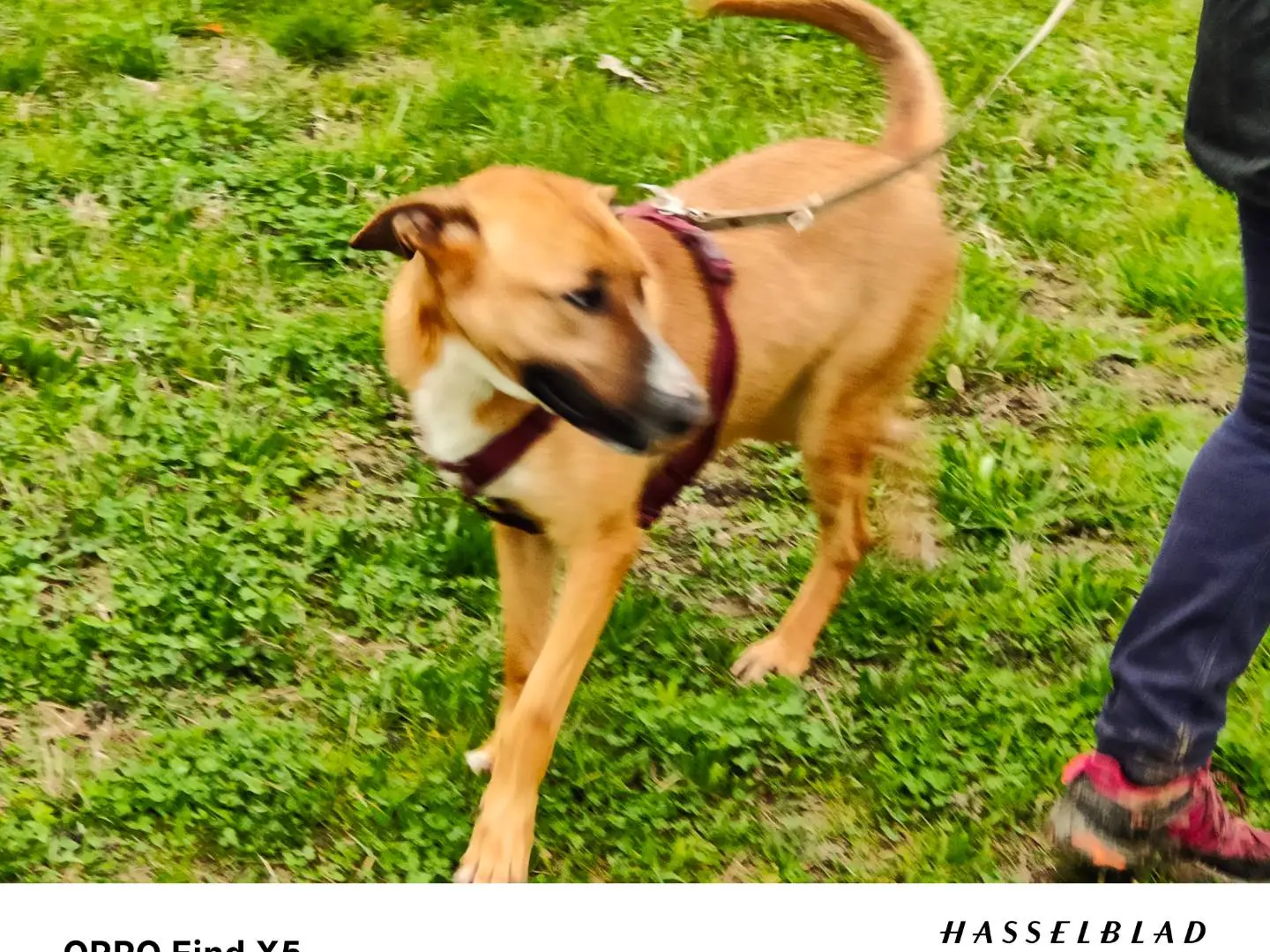 Adotta il cane Ortica a Cuneo