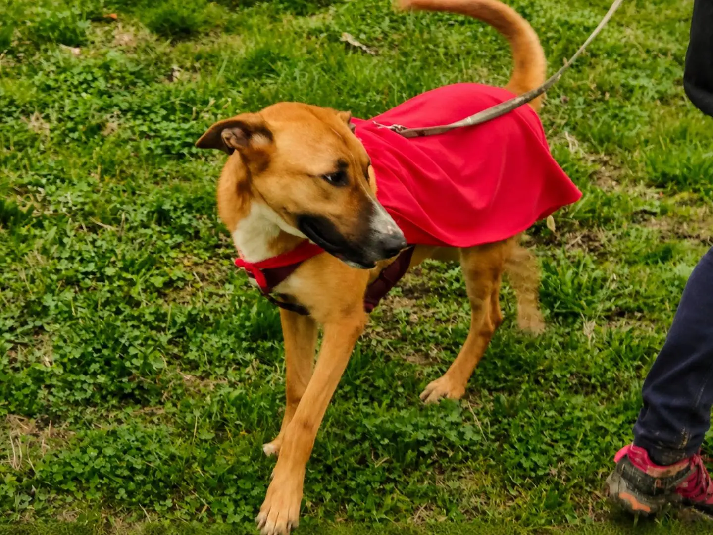 Adozione cane, femmina, Pastore Belga Laekenois Razza sconosciuta, 1 anno e 4 mesi, taglia media, Cuneo