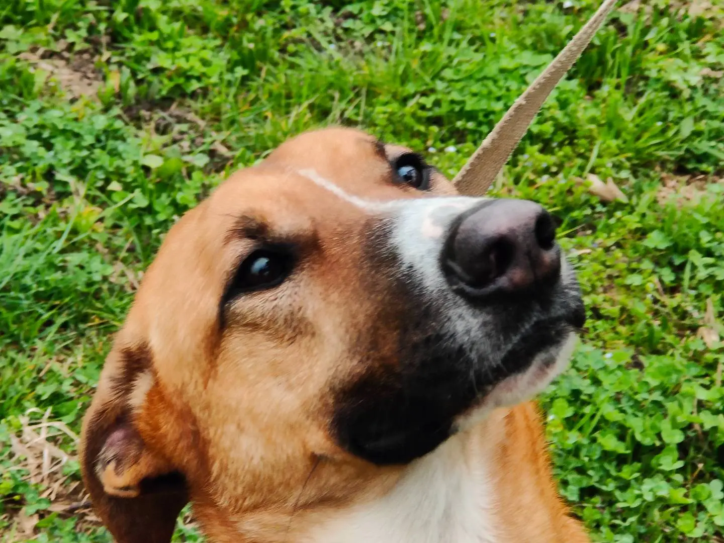 Adotta un cane, femmina, 1 anno e 4 mesi, Cuneo