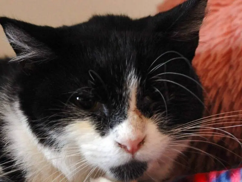 Adozione gatto, femmina, Razza sconosciuta Razza sconosciuta, 4 anni, taglia non valida, Monza