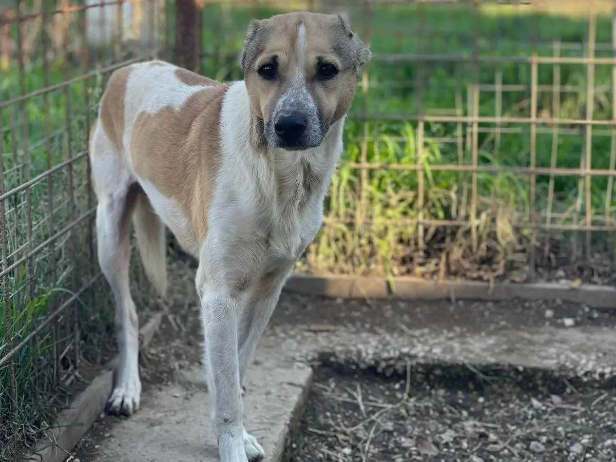 Adotta un cane, maschio, 5 anni e 5 mesi, Napoli