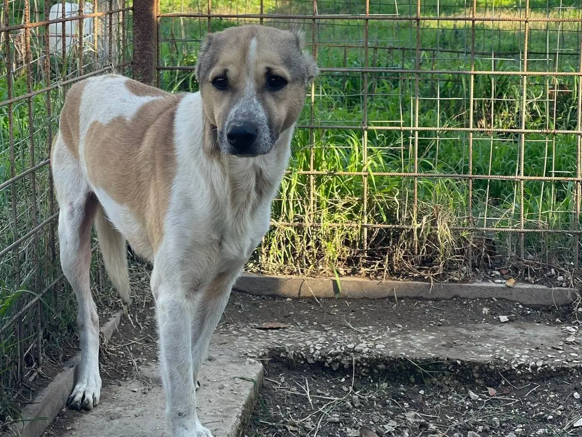 Adozione cane, maschio, Levriero Spagnolo (Galgo) Razza sconosciuta, 5 anni e 5 mesi, taglia media contenuta, Napoli