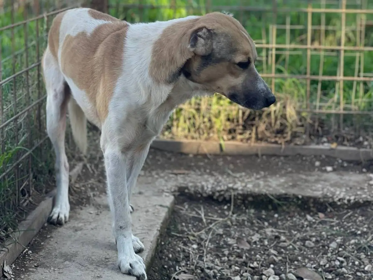 Adotta un cane, taglia media contenuta, maschio, Napoli