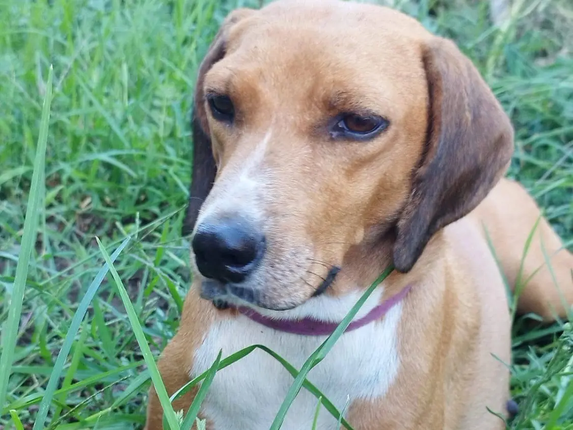 Adotta il cane Stella a Vibo