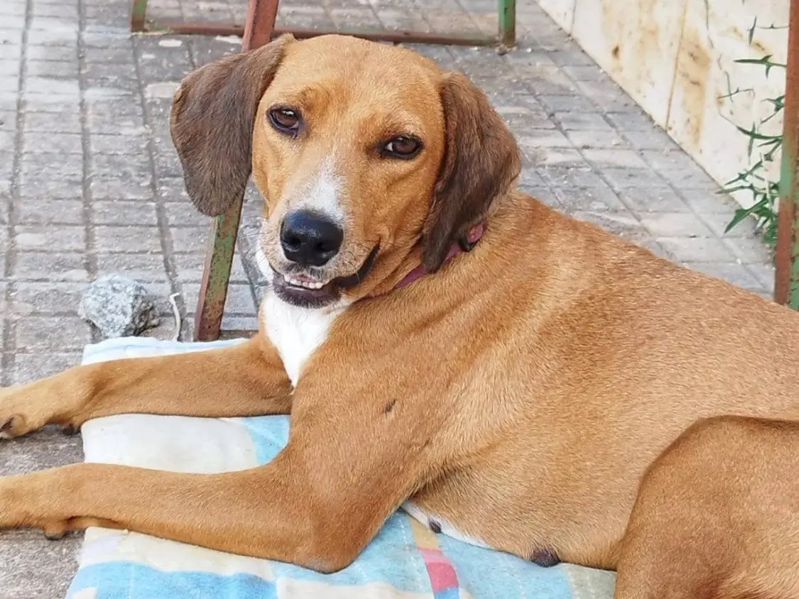 Adotta un cane, taglia media, femmina, Vibo