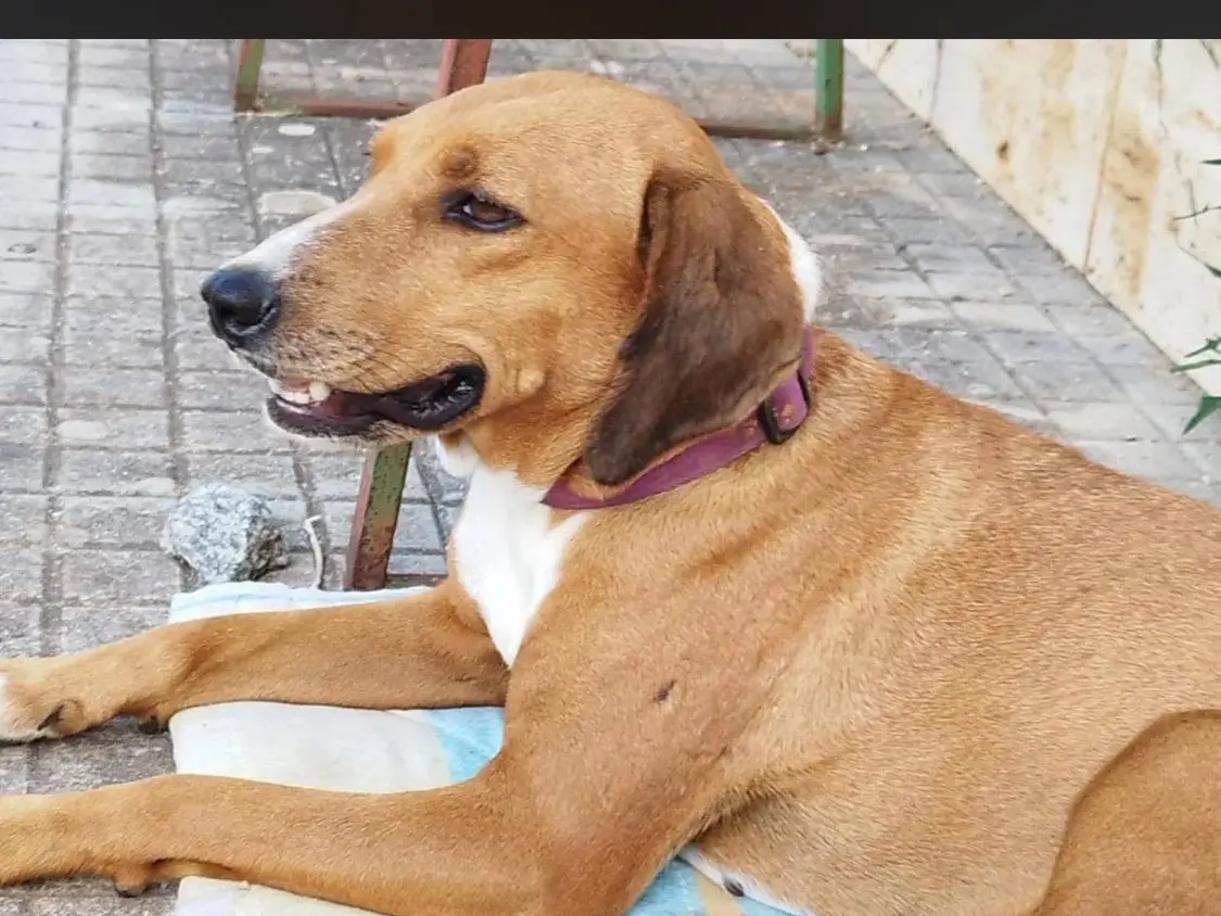 Adotta un cane, femmina, 6 anni e 8 mesi, Vibo