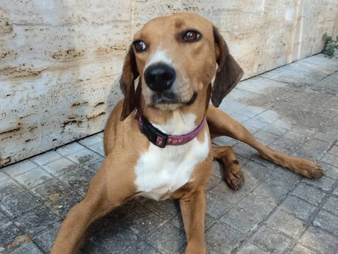 Adozione cane, femmina, Segugio Razza sconosciuta, 6 anni e 8 mesi, taglia media, Vibo