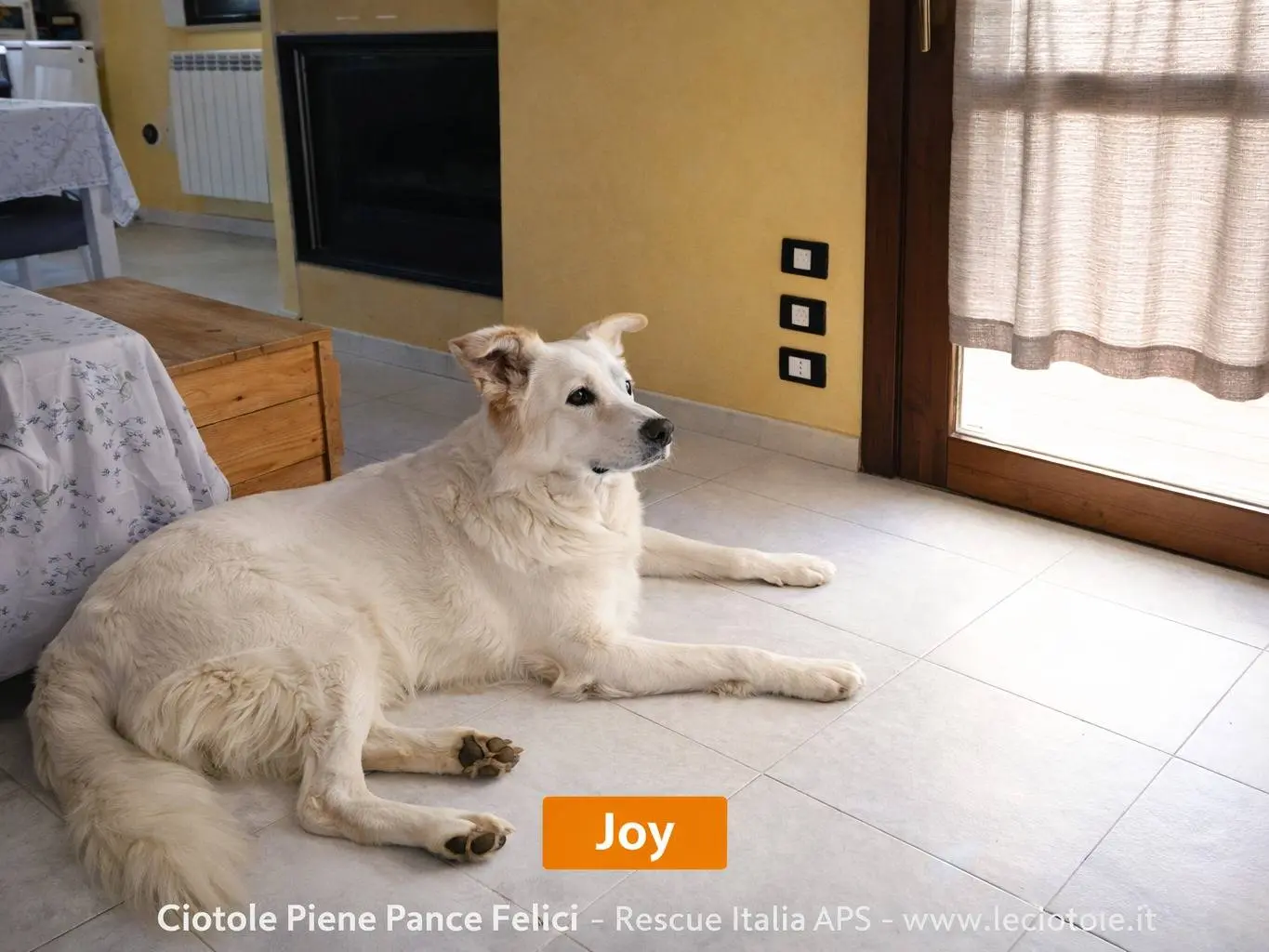 Adozione cane, maschio, Razza sconosciuta Razza sconosciuta, 2 anni e 2 mesi, taglia grande, Avellino