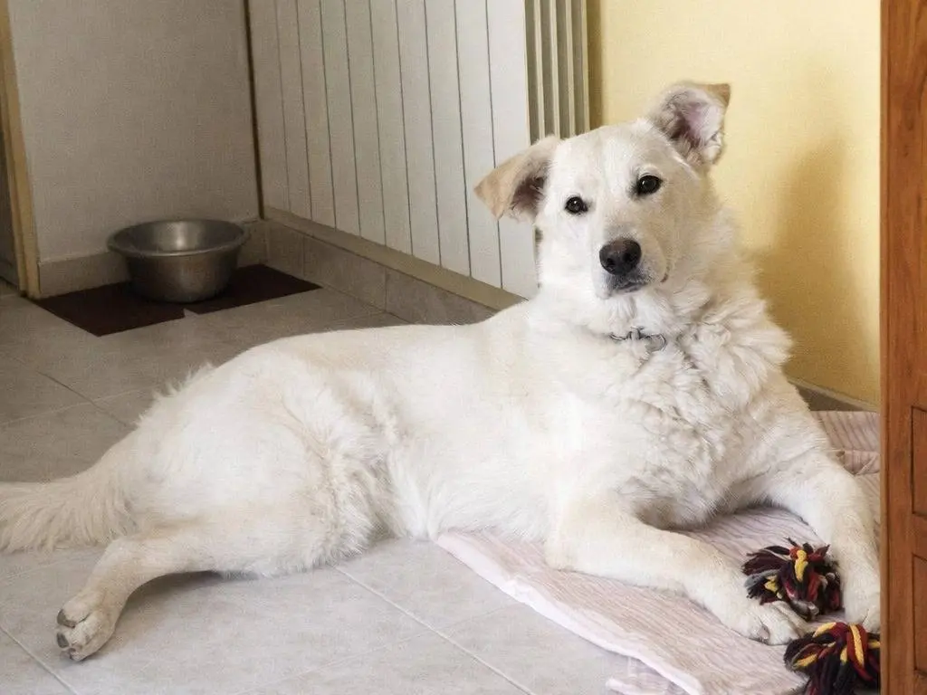 Adotta un cane, maschio, 2 anni e 2 mesi, Avellino
