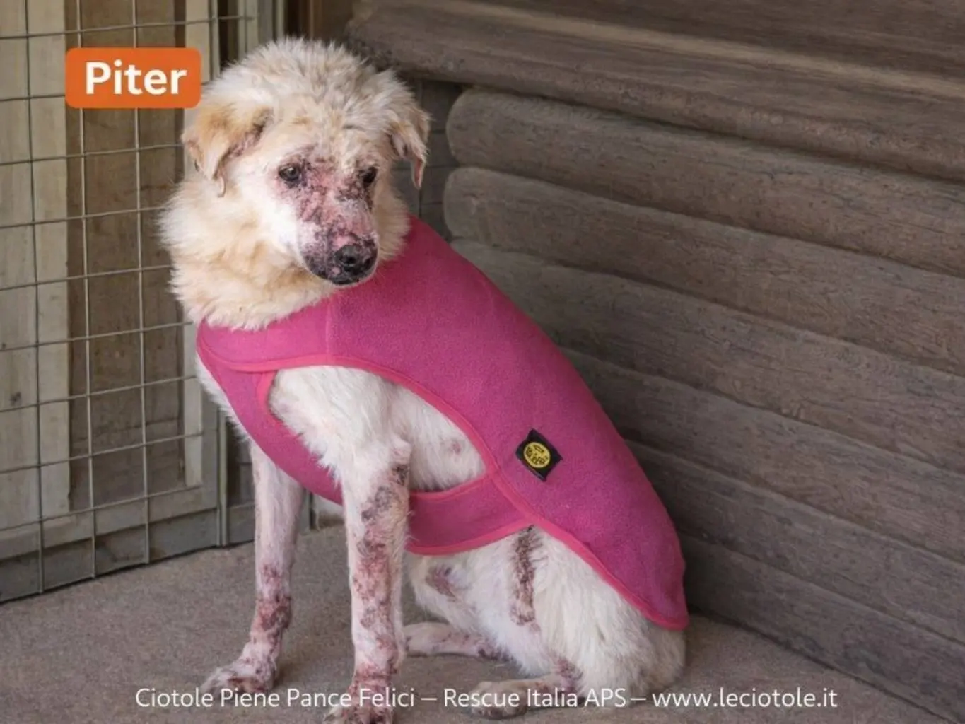 Adozione cane, maschio, Razza sconosciuta Razza sconosciuta, 9 anni e 5 mesi, taglia piccola, Avellino