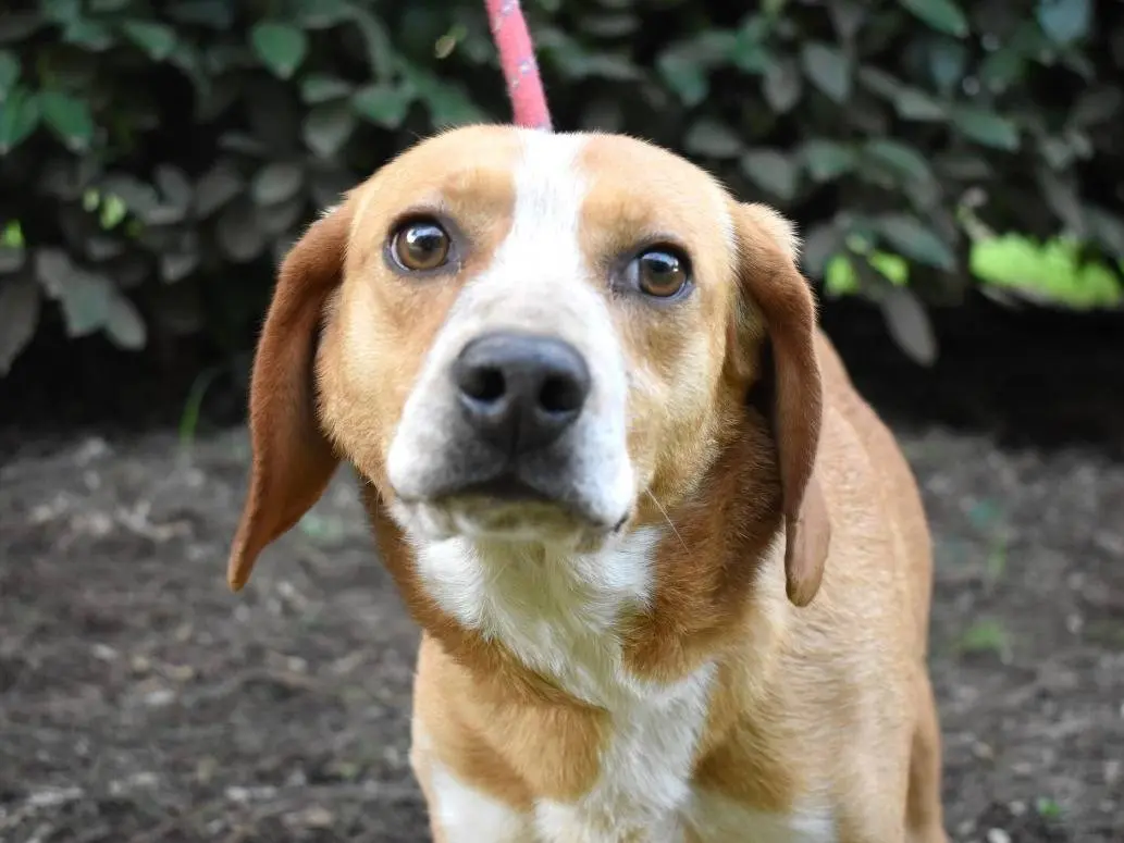 Adozione cane, maschio, Razza sconosciuta Razza sconosciuta, 4 anni e 10 mesi, taglia piccola, Roma