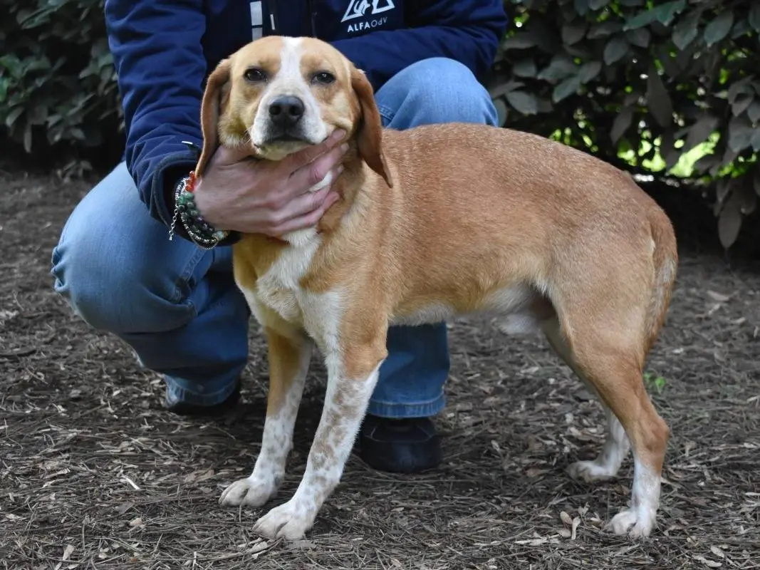 Adotta un cane, maschio, 4 anni e 10 mesi, Roma