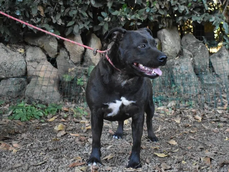 Vuoi adottare un cane a Roma?