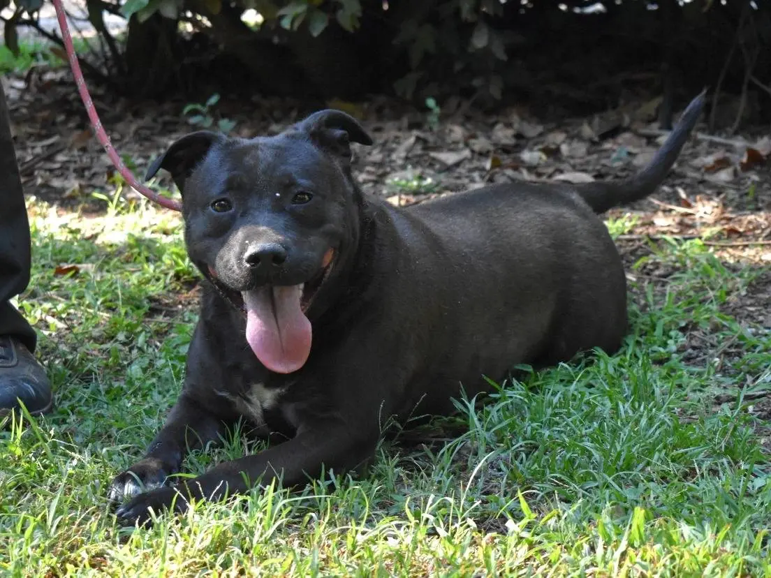Adotta un cane, femmina, 2 anni, Roma