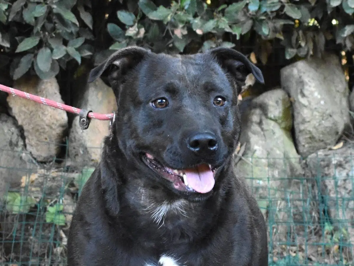 Adozione cane, femmina, Staffordshire Bull terrier Razza sconosciuta, 2 anni, taglia media, Roma