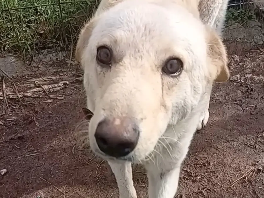 Adotta il cane Molla a Vibo