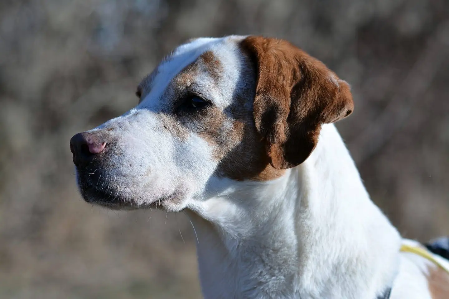 Adozione cane, maschio, meticcio, 13 anni e 5 mesi, taglia media, Como