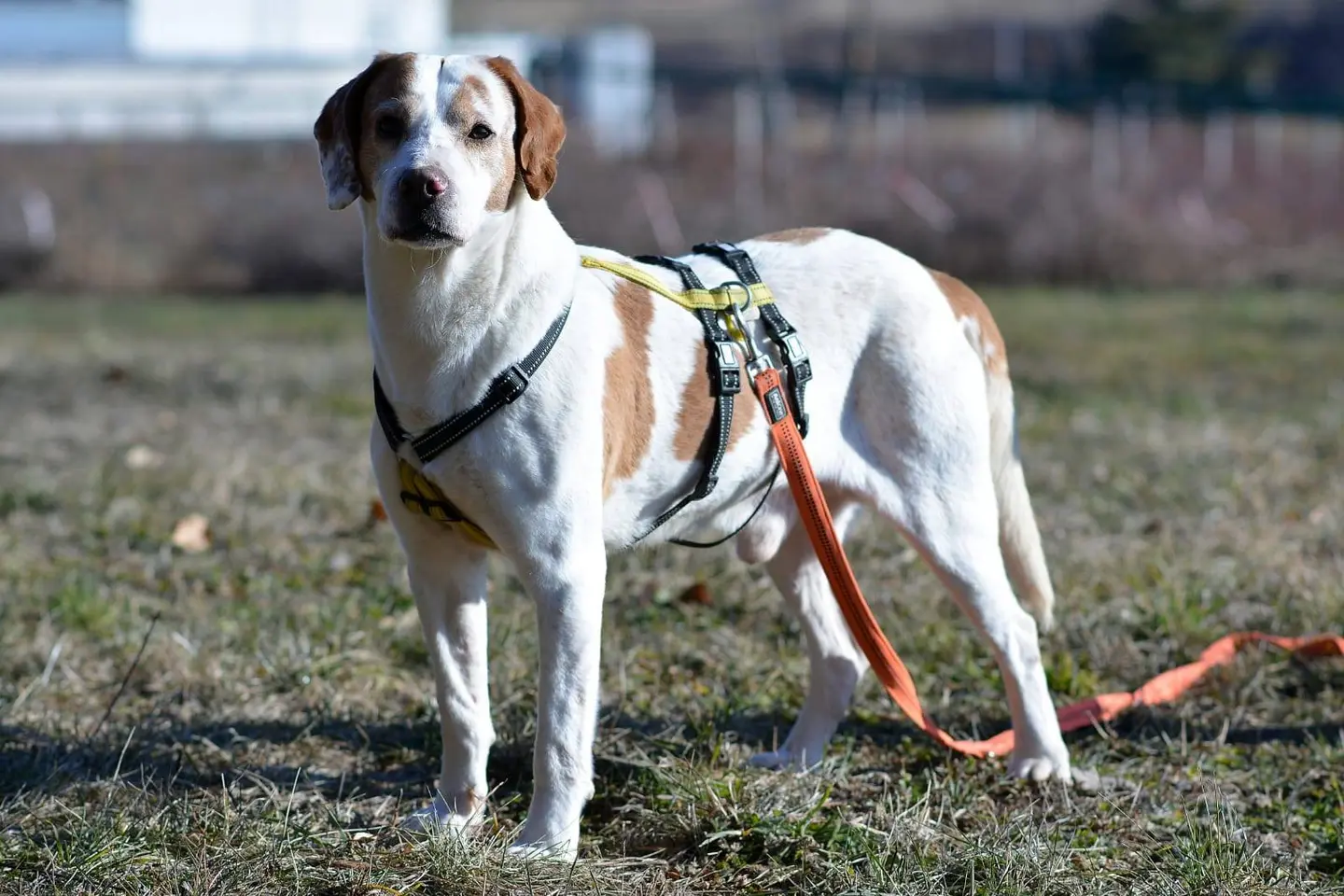 Adotta un cane, taglia media, maschio, Como