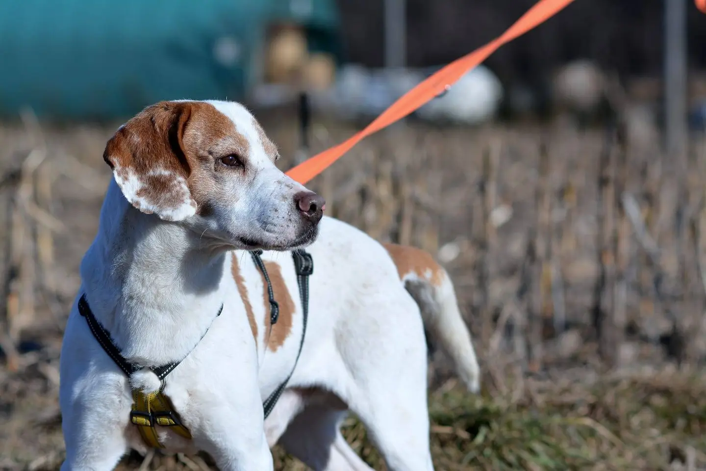 Adotta un cane, maschio, 13 anni e 5 mesi, Como