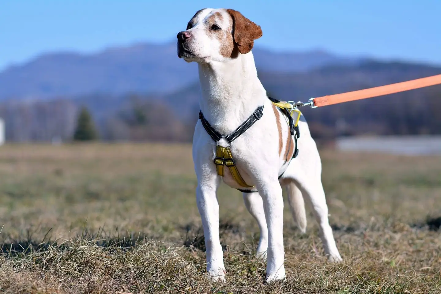Vuoi adottare un cane a Como?