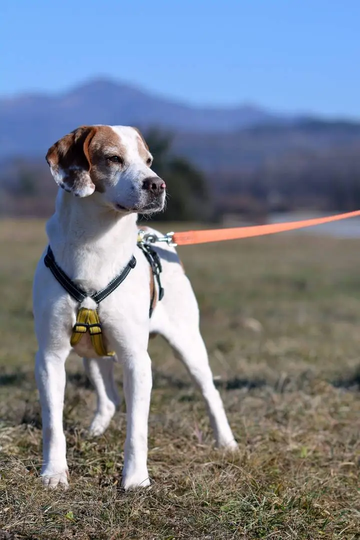 Adotta il cane ALFREDO a Como