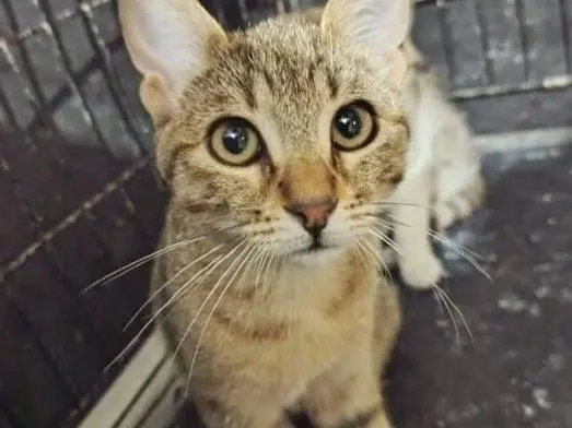 Adozione gatto, maschio, Razza sconosciuta Razza sconosciuta, 3 mesi, taglia non valida, Teramo