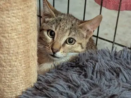 Adotta un gatto, maschio, 3 mesi, Teramo