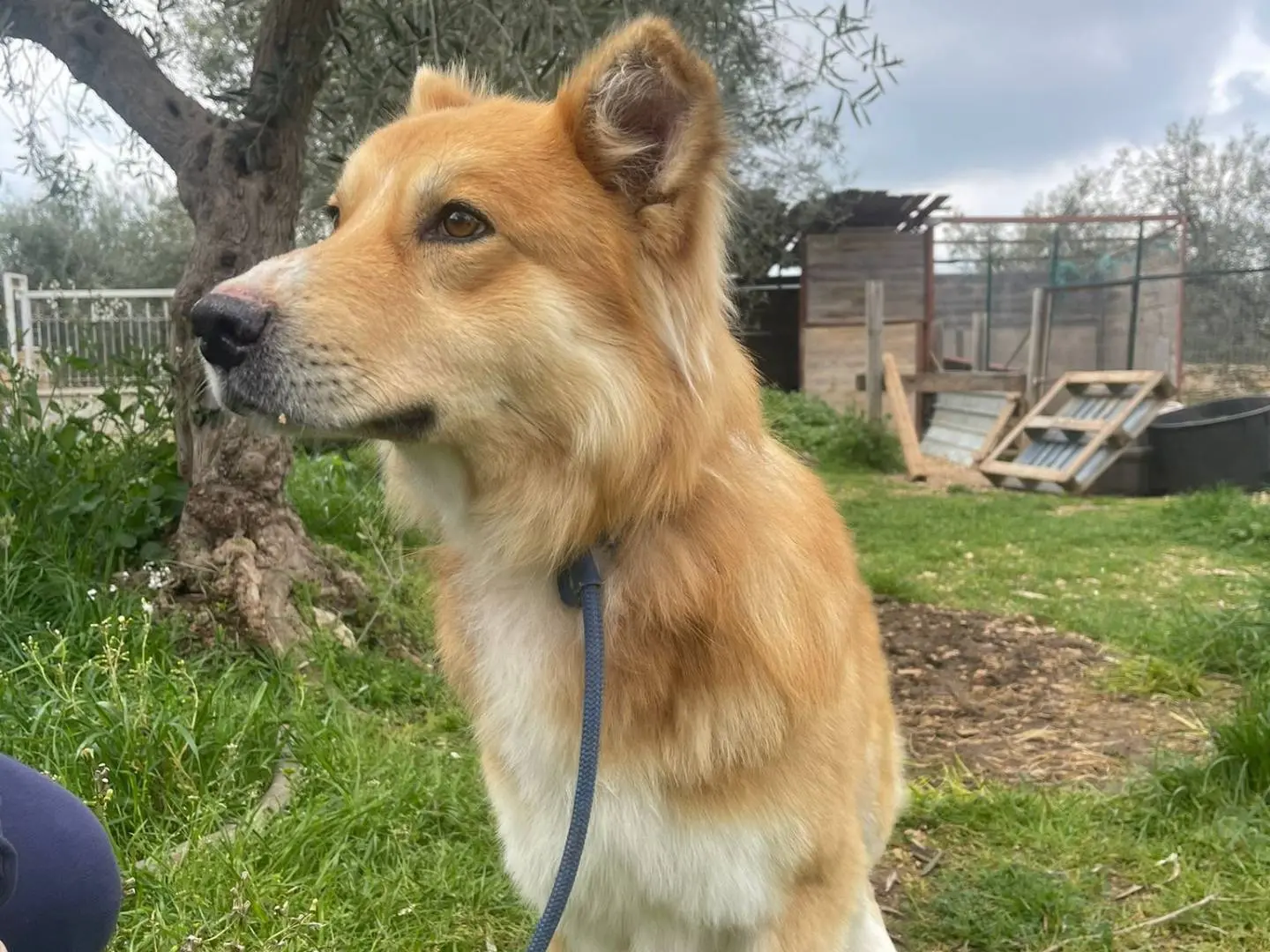 Adozione cane, maschio, Razza sconosciuta Razza sconosciuta, 5 anni, taglia media, Bari