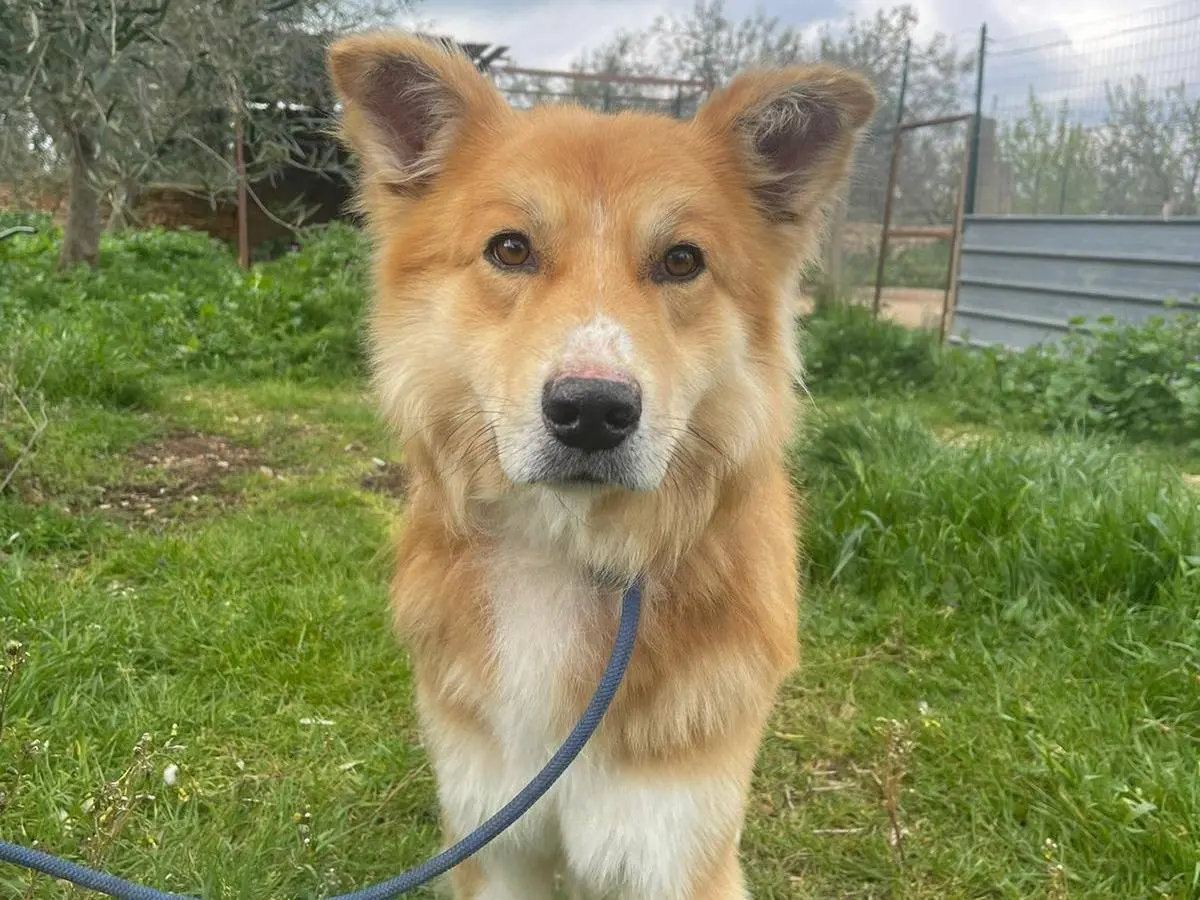 Adotta un cane, maschio, 5 anni, Bari