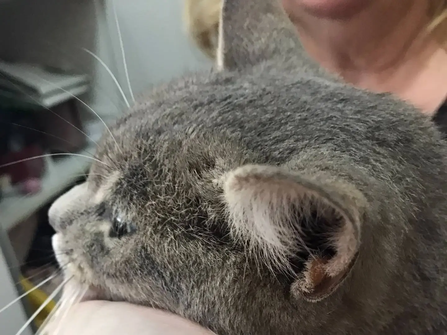 Vuoi adottare un gatto a Lodi?