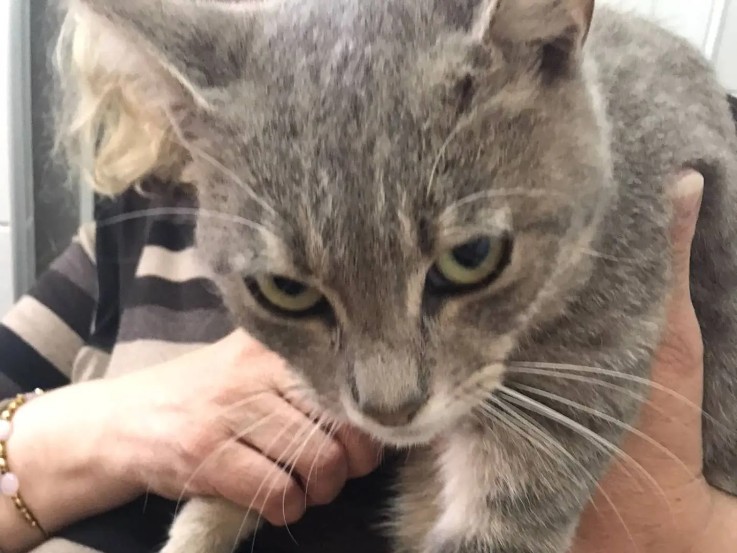 Adotta un gatto, maschio, 8 mesi, Lodi