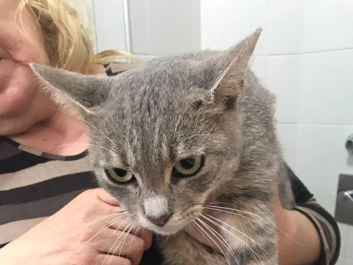 Adozione gatto, maschio, Razza sconosciuta Razza sconosciuta, 8 mesi, taglia non valida, Lodi