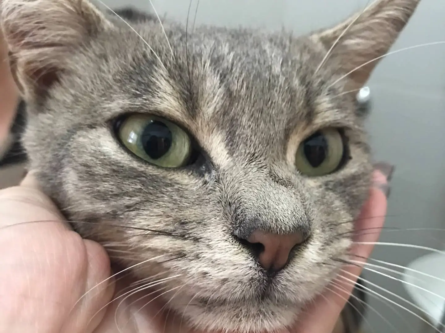 Adotta un gatto, taglia non valida, maschio, Lodi