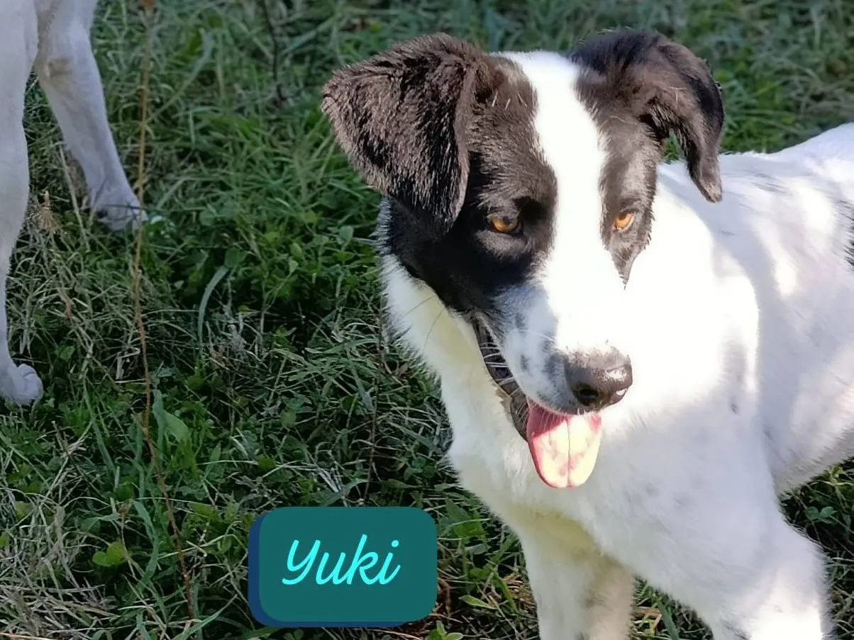Adotta il cane Yuki a Avellino