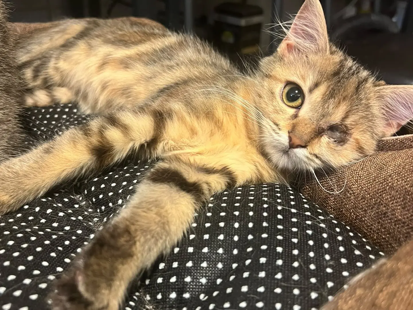 Adotta un gatto, taglia non valida, femmina, Laquila