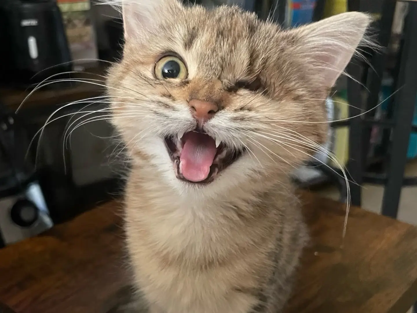 Adozione gatto, femmina, Razza sconosciuta Razza sconosciuta, 4 mesi, taglia non valida, Laquila