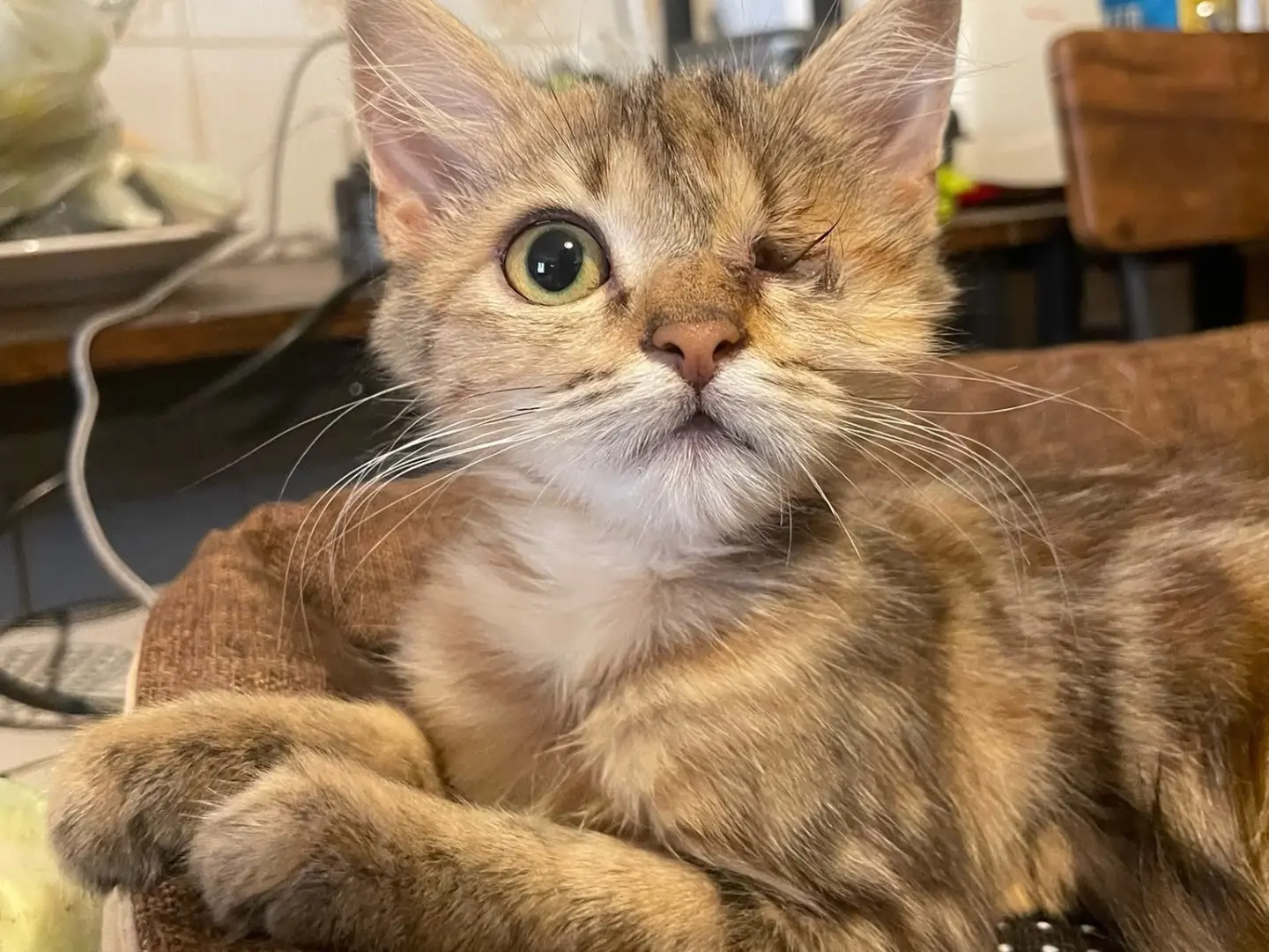 Adotta un gatto, femmina, 4 mesi, Laquila