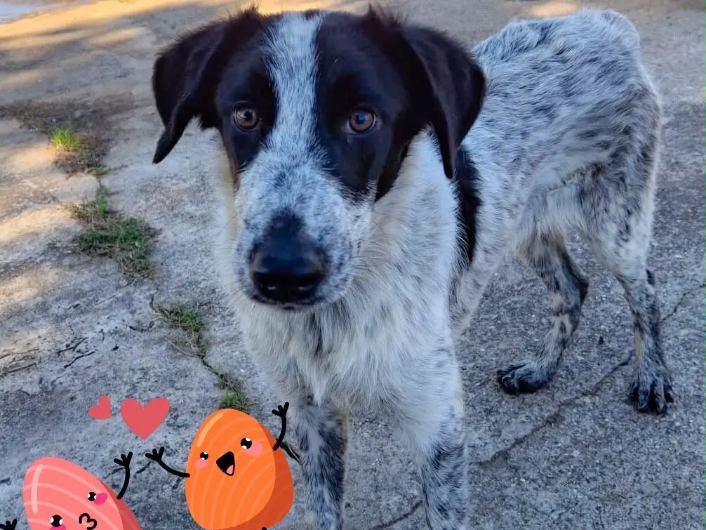 Adotta un cane, femmina, 5 mesi, Pavia