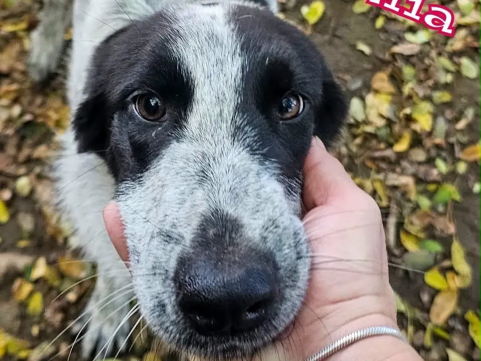Adozione cane, femmina, Razza sconosciuta Razza sconosciuta, 5 mesi, taglia media, Pavia