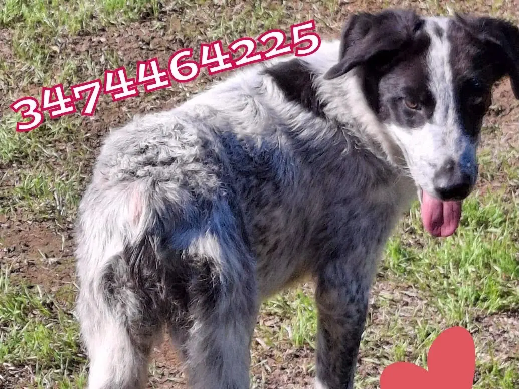 Adotta un cane, taglia media, femmina, Pavia