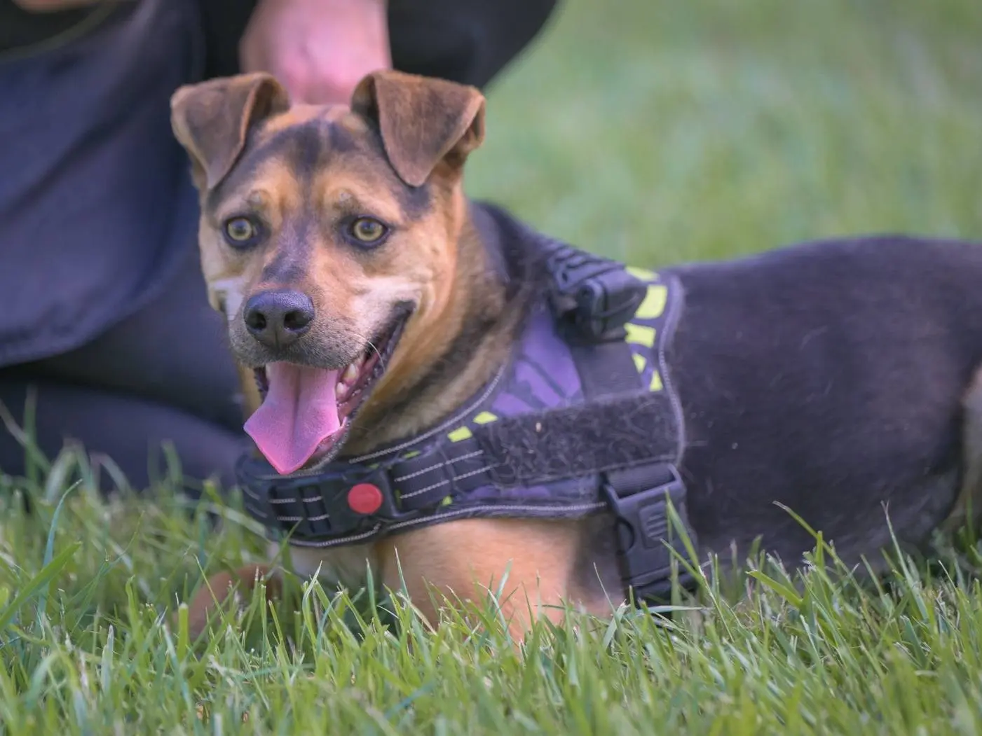 Adotta il cane CARLO a Milano