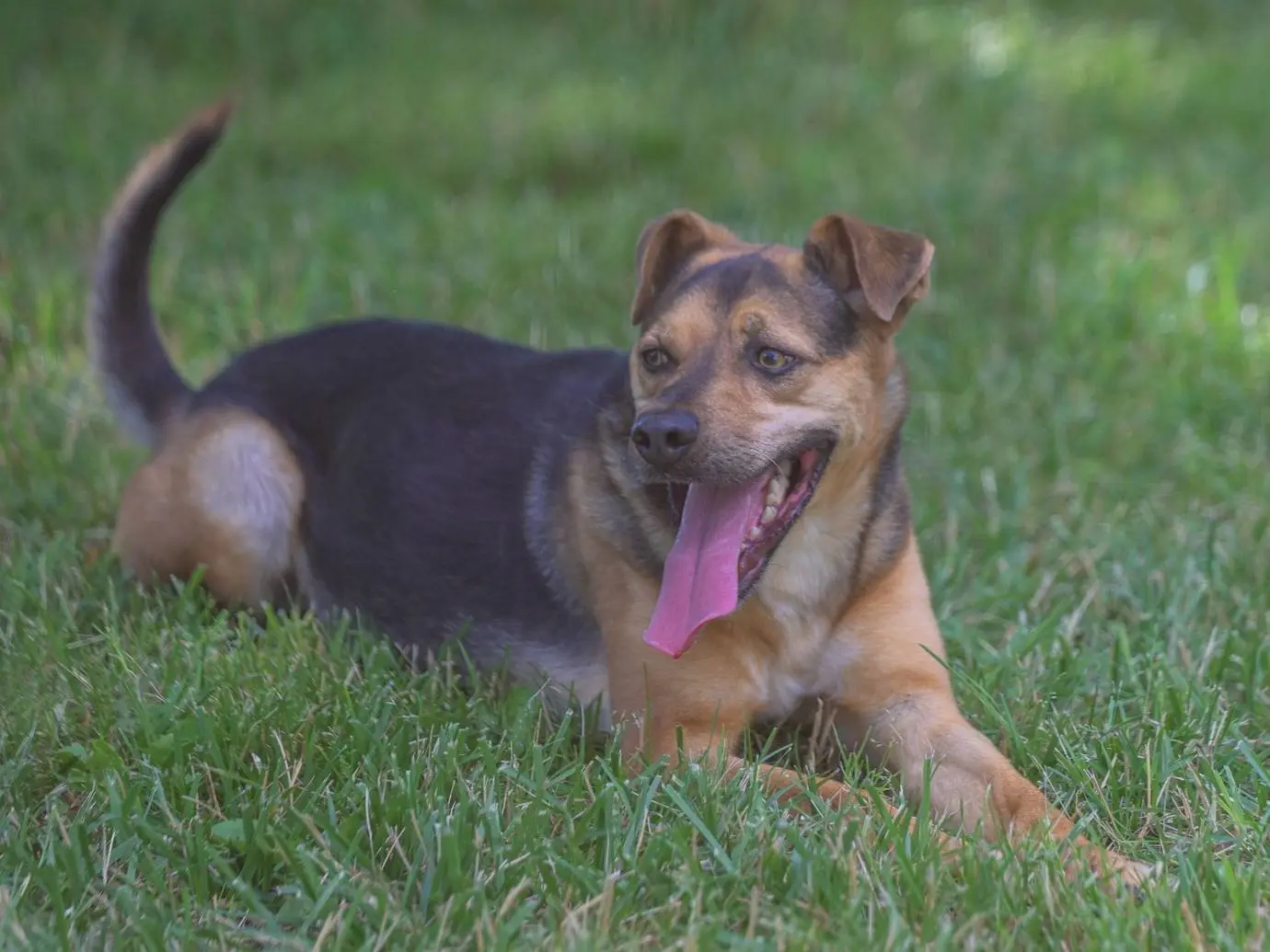 Vuoi adottare un cane a Milano?