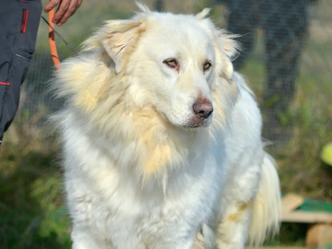 Adotta un cane, taglia gigante, maschio, Roma