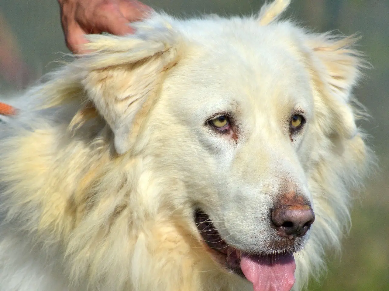 Adozione cane, maschio, Pastore maremmano Razza sconosciuta, 4 anni e 7 mesi, taglia gigante, Roma