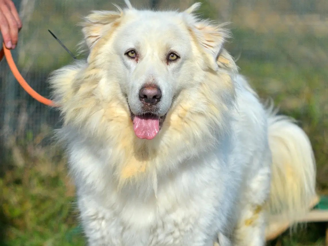 Adotta un cane, maschio, 4 anni e 7 mesi, Roma