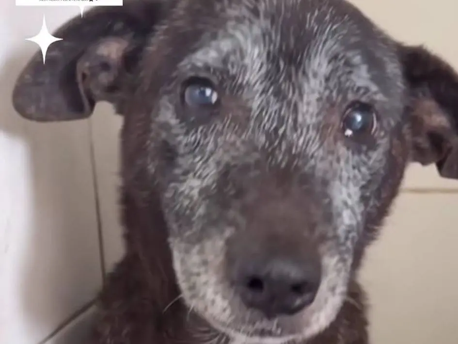 Adotta un cane, maschio, 10 anni, Napoli