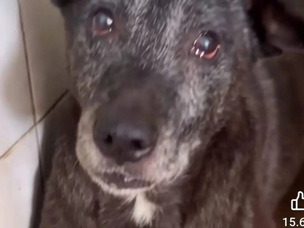 Adozione cane, maschio, Razza sconosciuta Razza sconosciuta, 10 anni, taglia media, Napoli